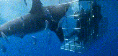 心痛！大白鲨头被鲨笼卡住 惨死在潜水人员眼前