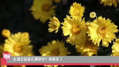 新闻路上说说说 | 东湖公园菊花遭哄抢？真相来了