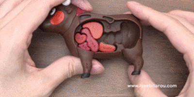 日本人发明的动物解剖玩具，也太有趣了吧！