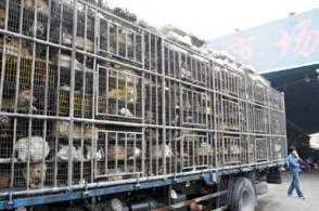 三部门发布公告：全国禁止野生动物交易