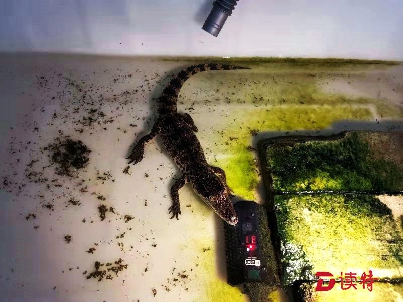 男子涉嫌走私蟒蛇等珍贵动物被刑拘 蛇被送动物救助中心