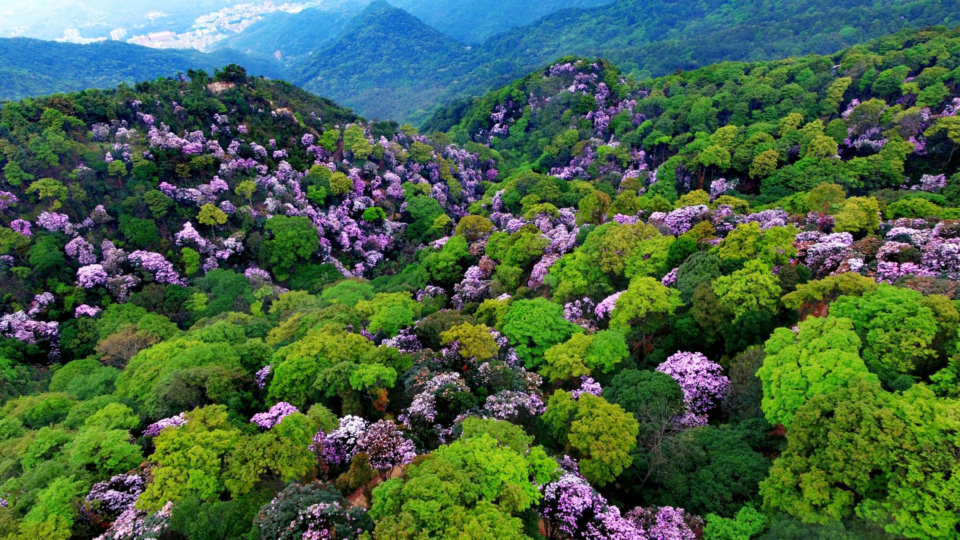 花漫梧桐！深圳市科技进步奖一等奖颁给盛放杜鹃