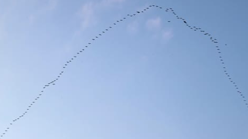 鸟儿频频在深圳湾“打卡”，原因是……
