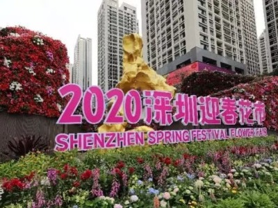 深圳迎春花市中心会场来了！三大特色带来全新花市体验