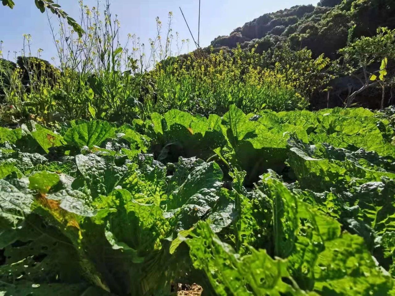 东莞厚街菜农良心护“价”：特殊时期不应该坐地起价！  