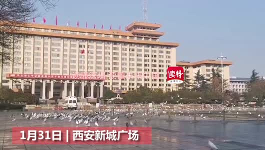 戏鸽请不忘防疫