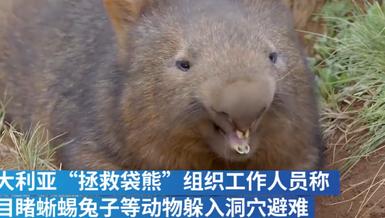 可爱又能干！澳大利亚袋熊洞穴保护其它动物