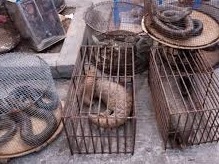 我国全面禁止非法野生动物交易、革除滥食野生动物陋习