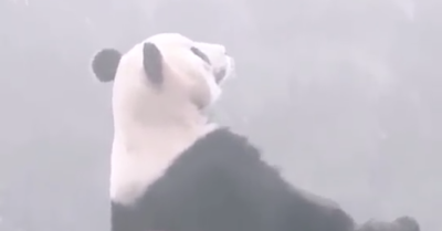 大熊猫淡定观云海，网友：好想给它泡杯茶！