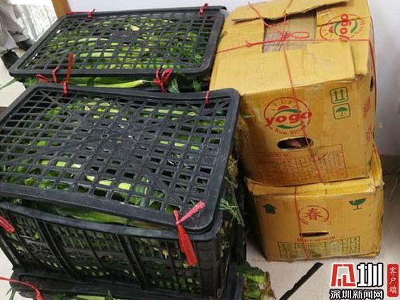 玉米红薯山药550斤 大梅沙肉菜市场档主向一线捐赠爱心农产品