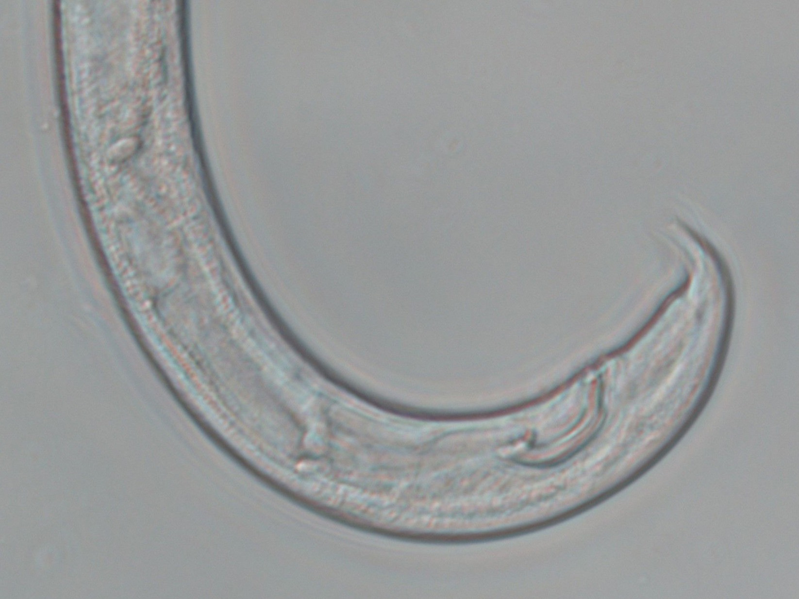 深圳海关截获检疫性有害生物松材线虫