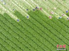 1月我国蔬菜价格上涨逾20% 农业农村部：受疫情和节日叠加影响
