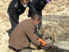 青海格尔木警方成功救助国家陆生野生动物沙狐