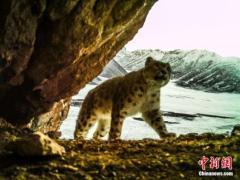 中国实现世界上数量最大的雪豹个体识别