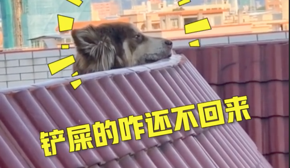 小姐姐隔空投喂邻居家大狗：一天喂两顿，还有水和玩具