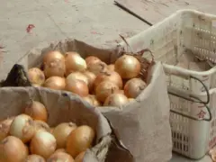 今日辟谣 | 喝单丛茶可预防新冠肺炎？洋葱能吸附病毒？假的！