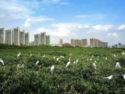 世界湿地日，深圳这里获得“生态中国湿地保护示范奖”