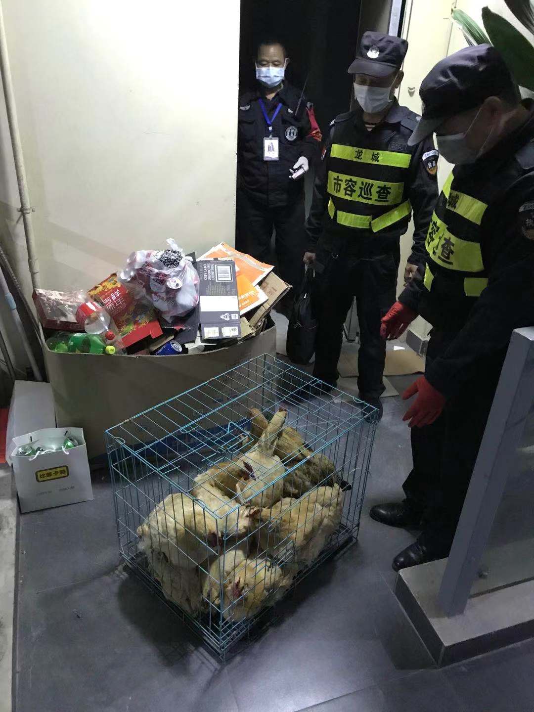 疫情期间仍有人饲养售卖活禽  龙城街道查扣处理113只活禽