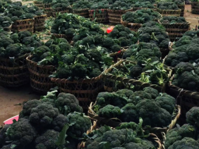 全国直采滞销蔬菜近500吨！沃尔玛积极助农保障“菜篮子”供应  