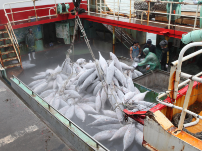 257吨金枪鱼“游”入盐田港  海关创新“船边直提”货物从船直接入柜
