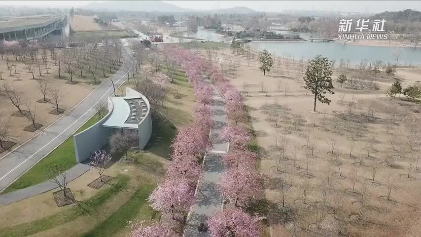 疫情不掩芳华，上海的樱花开了