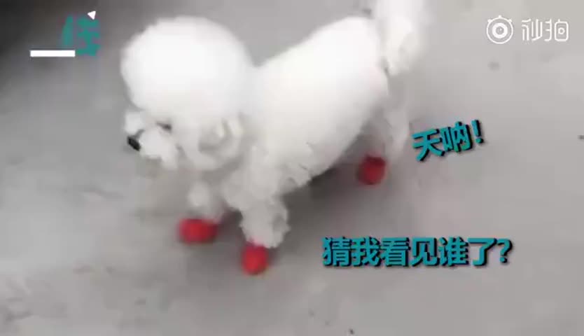 一个月没下楼，狗狗遇到小伙伴把鞋子都跑丢了