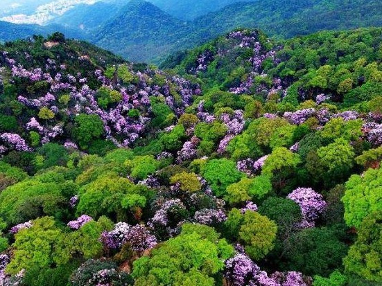 在线“云赏花”！2020深圳市梧桐山第五届毛棉杜鹃花会发布会举办