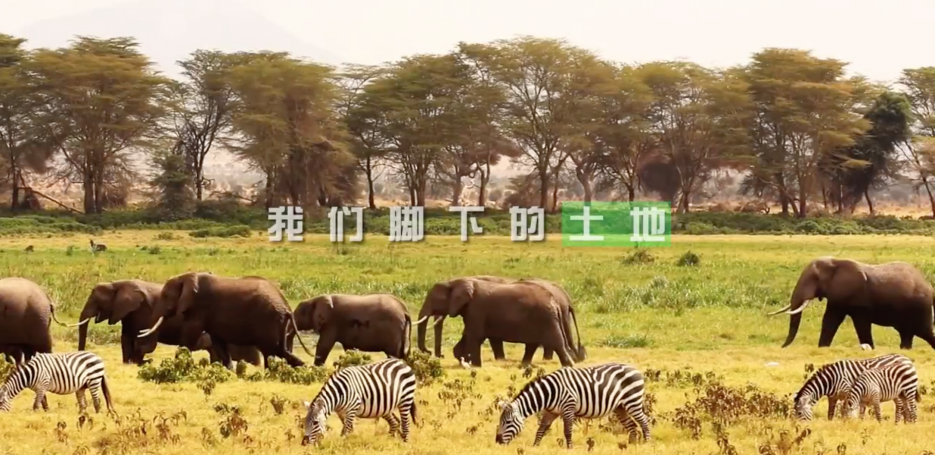 世界野生动植物日，地球不只有我们，还有无数的“TA们”！