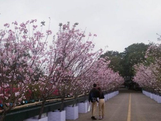 观澜湖邀女性朋友免费赏樱花 3月27日——29日3天时间女性免费入园