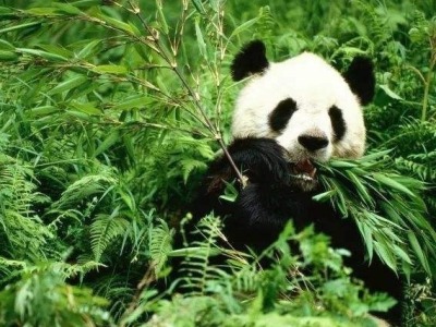 世界野生动植物日：2019年中国野生动植物保护十件大事公布