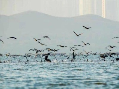 鸥鹭翔集，深圳城市中心绿洲入选2020国家重要湿地  