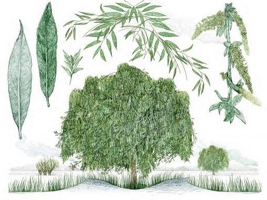 跟着乔纳森•德罗里“环球”世界看80种树
