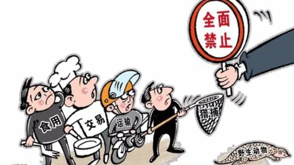 广州拟立法禁食野生动物 人工饲养蛇和蛙到底能吃不能吃