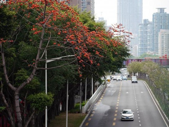 13日将迎来新一股冷空气 深圳气温略降有阵雨