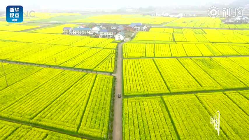 醉了！好一片“黄金地”