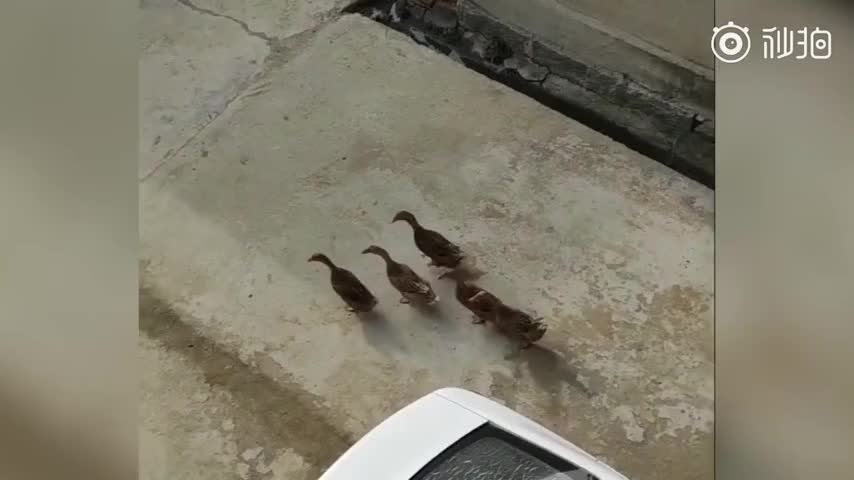 11只鸭鸭结伴去河边，早出互相等待，晚归依依不舍