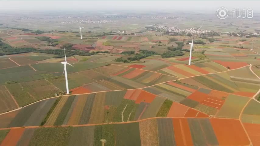 果实熟了！带你去看菠萝的海