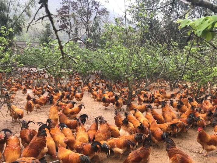 “对不起，让大家久等了”：连平县百香鸡基地致歉深圳爱心市民