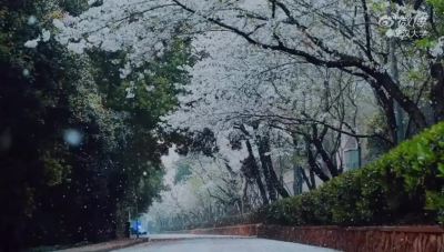 武汉大学樱花雨
