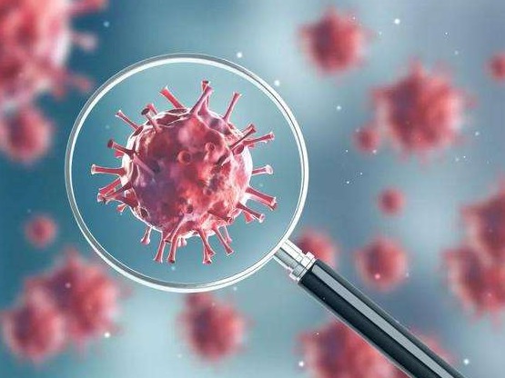 《纽约时报》：哪些实验室动物可以帮助我们抗击疫情？