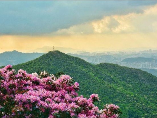 来吧，云赏花试一下！一大片毛棉杜鹃盛放梧桐山！明起将开启多场直播
