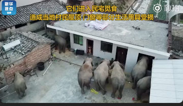 象出没，请注意