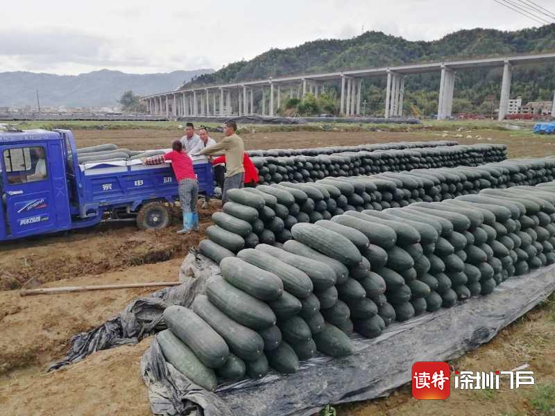 韶关新丰900吨冬瓜滞销，东莞东城对口帮扶寻新出路