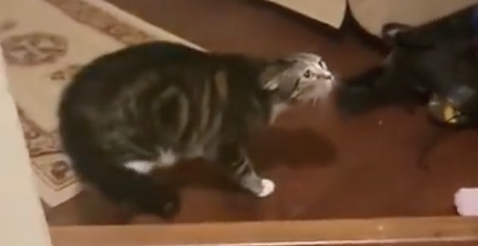 天啊，铲屎的你哪里偷的猫耳朵？吓死本猫了！