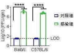 钟南山团队成功构建国际首个非转基因新冠肺炎小鼠动物模型