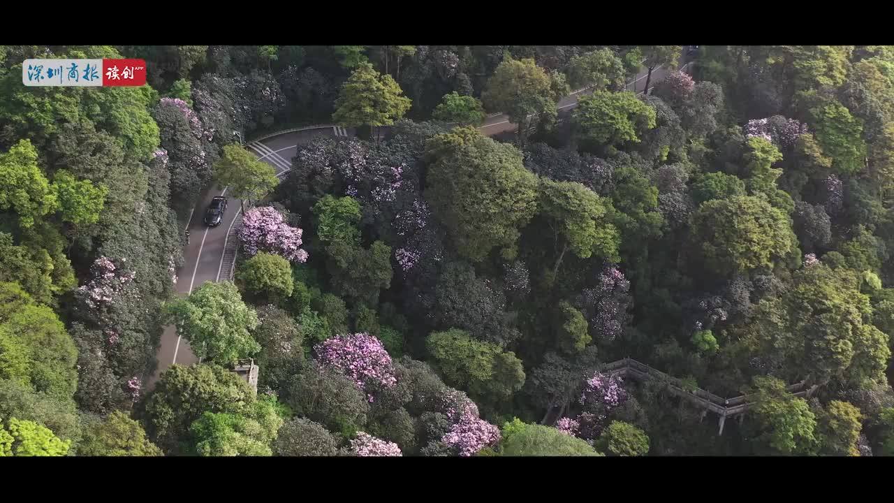 视频 | 疫将散杜鹃开，邀您梧桐山“云赏花”