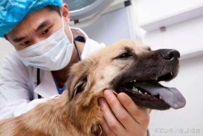 世卫组织：尚无证据表明狗与新冠病毒传播密切相关