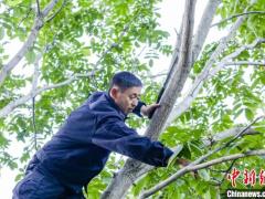 河北深山藏文玩 小核桃成增收“摇钱树”