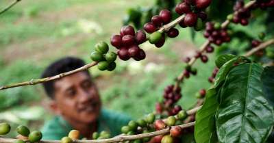 咖啡价格飙升 “咖农”或成新冠肺炎疫情赢家