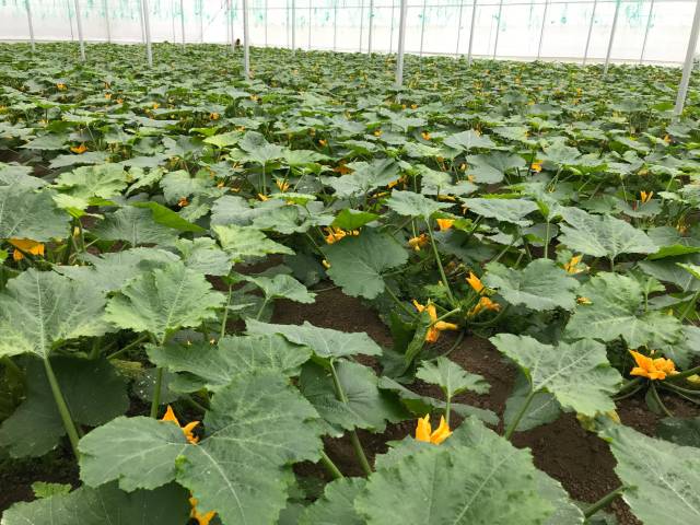 仁化又一处蔬菜种植基地 装进大湾区“菜篮子”！